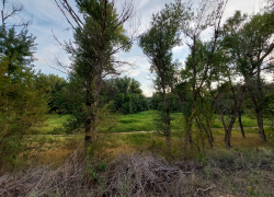В Астраханской области живут активные пауки с мощными лапами и ленивые