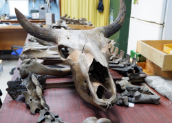 В Астраханском Краеведческом музее выставят находки местных археологов и палеонтологов