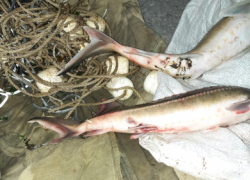 Астраханца задержали с двумя стерлядками и 31-метровой сетью