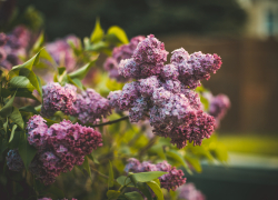 В Астрахани высадили аллею в память об участницах Великой Отечественной 