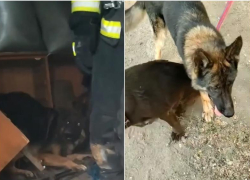 В Астрахани огнеборцы и горожане спасали собак из пожара