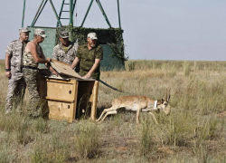 В астраханском заказнике "Степной" на волю выпустили сайгака