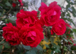 Прогноз погоды, именины, праздники в Астрахани во вторник 30 мая