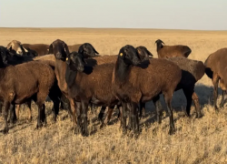 Под Астраханью открылся первый в России репродуктор гиссарской породы овец