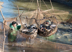 Стало известно, какую рыбу промышленники чаще всего ловили в Астрахани