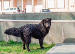 Очередное нападение собак на школьницу в Астрахани сняли очевидцы