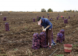 В Астраханской области начали собирать особенный картофель