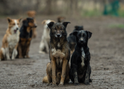 Стая бездомных собак нападает на женщин и детей в парке под Астраханью