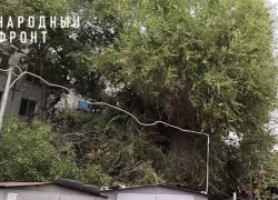 Деревья на Татищева могут оборвать электропровода: астраханцы бьют тревогу