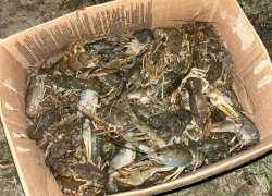 Астраханская Госавтоинспекция спасла полтонны раков и выпустила на природу