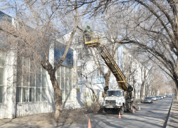 В Астрахани на новых магистральных маршрутах пилят ветки деревьев