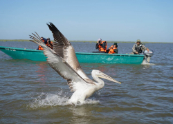 В астраханском заповеднике от птичьего гриппа погиб пеликан