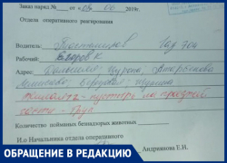 Неизвестная организация ведет отлов собак в Астрахани 