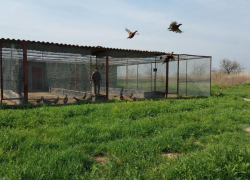 Под Астраханью выпустили 370 северокавказских фазанов