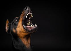 В Госдуме заинтересовались, на что в Астрахани потратили 150 млн "собачьих" рублей