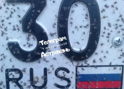 В Астрахани заметили появление первой мошки 