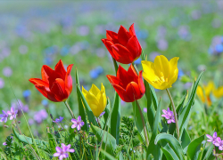 Фотография с тюльпанами обошлась астраханке в девять тысяч рублей