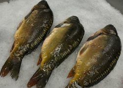 В Астраханской области из незаконного оборота изъяли больше 26 тонн рыбы