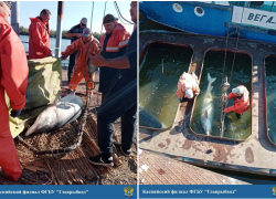 Куда в Астраханской области вооруженная охрана увезла 35-летних белуг