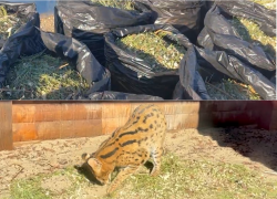 Выброшенные астраханцами новогодние деревья отправили в зоопарк