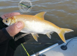 В Астраханской области поймали редчайшую золотую рыбу