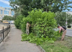 Астраханские коммунальщики освобождают дорожные знаки, утонувшие в листве