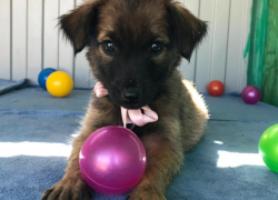 Астраханскому собачьему приюту требуется помощь 