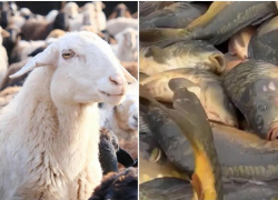 В Астраханской области развиваются животноводство и рыбохозяйственный комплекс