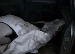 В машине астраханского пенсионера обнаружилась тушка редкого животного