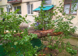 В Астраханской области пенсионерка погибла от упавшего дерева