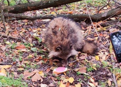 В Наримановском районе Астраханской области нашли раненую енотовидную собаку