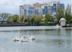 На астраханское Лебединое озеро вернулись законные обитатели
