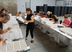 В Астраханской области снова начнут выращивать томаты для крупной российской сети	