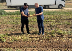 В Астраханской области начали уборку раннего картофеля