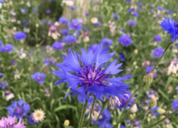 Прогноз погоды, именины, праздники в Астрахани в среду 17 мая