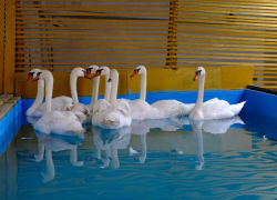 В Астрахани с Лебединого озера исчезли птицы вместе с домиком