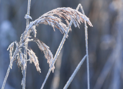 МЧС: заморозки возвращаются в Астраханскую область