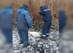 В Астрахани из ерика Солянка достали тело женщины