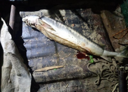 В Астраханской области группа браконьеров охотилась на краснокнижного русского осетра