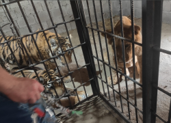 Конфискованных львят и тигрят поселили в астраханском зоопарке