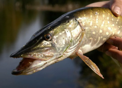 Астраханец добыл 100 килограмм щучьей икры и выкинул выпотрошенную рыбу