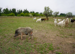 Ещё один чиновник из Приволжского района попался на махинациях с землёй 