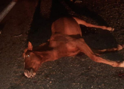 В Енотаевском районе Астраханской области произошло смертельное ДТП с лошадьми