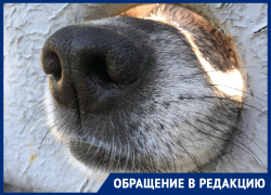 Нападают на людей, разоряют хозяйства: астраханское садовое товарищество оккупировали собаки