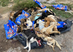 В Астрахани фура привезла на скотомогильник мертвых собак с выколотыми глазами