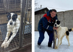 В астраханском «Экоприюте» не осталось больше ни одной собаки