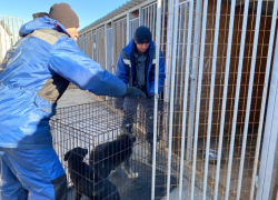 За два месяца на астраханских улицах отловили свыше 1000 собак