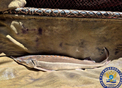 В Астраханской области в природу выпустили сотню взрослых очень редких рыб