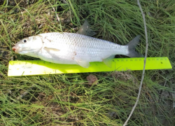 За 20 лет в Астраханской области улов воблы уменьшился в 6 раз