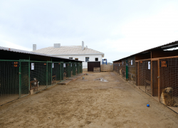 В новый приют на севере Астраханской области поселили 97 собак 